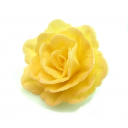 Róża chińska średnia herbaciana cieniowana 1 sztuka