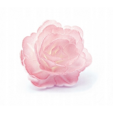 Róża chińska średnia różowa cieniowana 1 sztuka