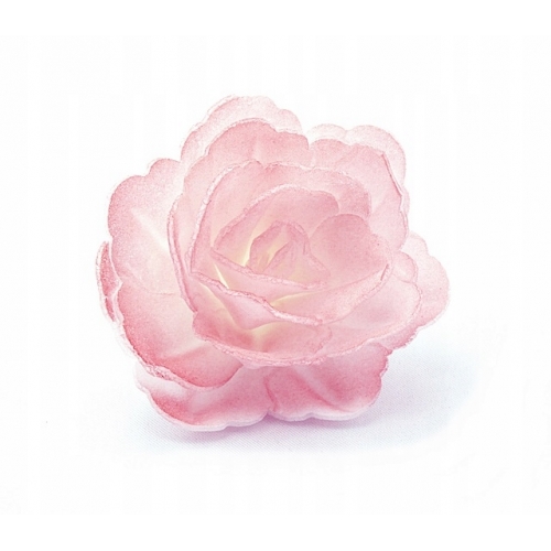 Róża chińska waflowa średnia różowa cieniowana 18 sztuk