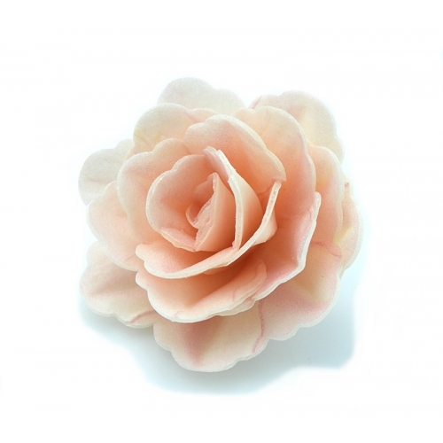 Róża chińska średnia pudrowa cieniowana 1 sztuka